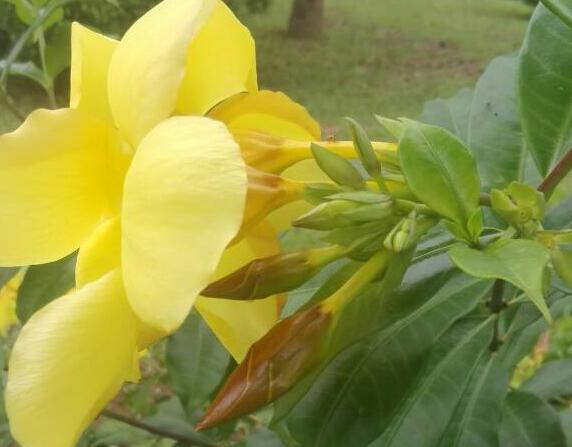 黄蝉花要怎么种植？